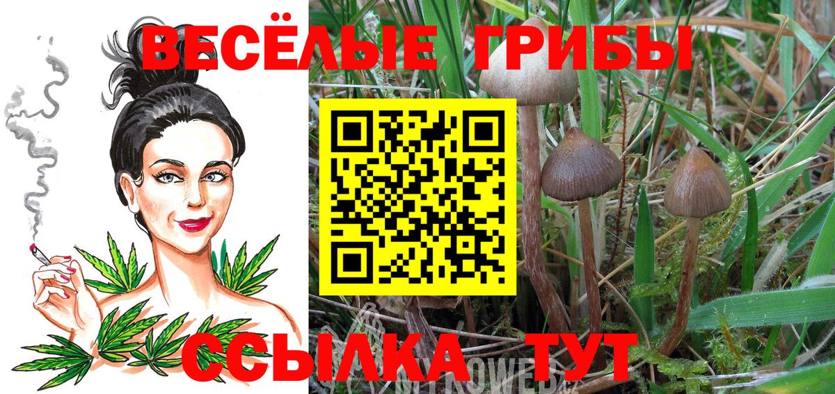 Красногорск  Псилоцибиновые грибы Cubensis  Псилоцибиновые грибы Cubensis  Вход с VPN 